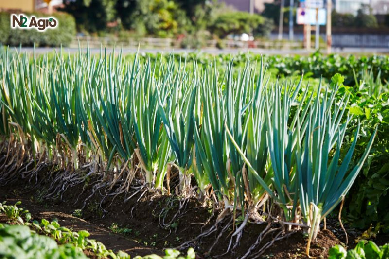 Kỹ thuật trồng hành lá ky thuat trong hanh la