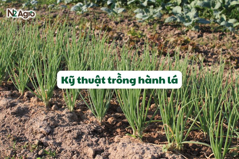 ky thuat trong hanh la