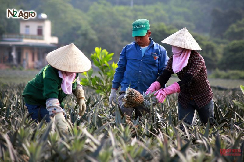 Kỹ thuật trồng khóm: Biện pháp hiệu quả cho vụ mùa Dùng dao sắc cắt quả, giữ cuống dài 2-3 cm để bảo quản lâu hơn.
