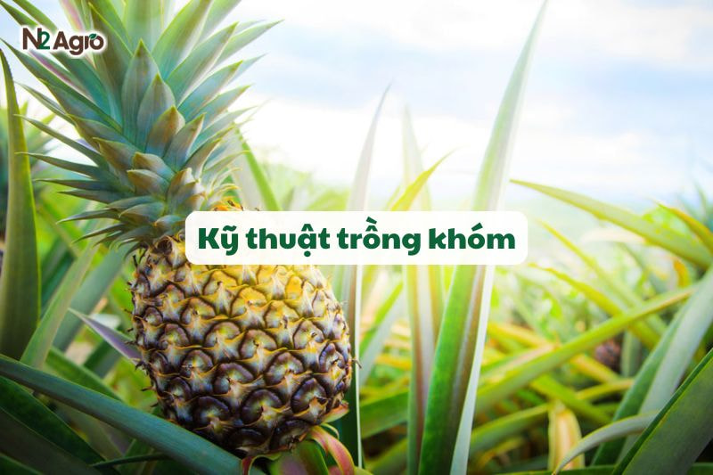 ky thuat trong khom