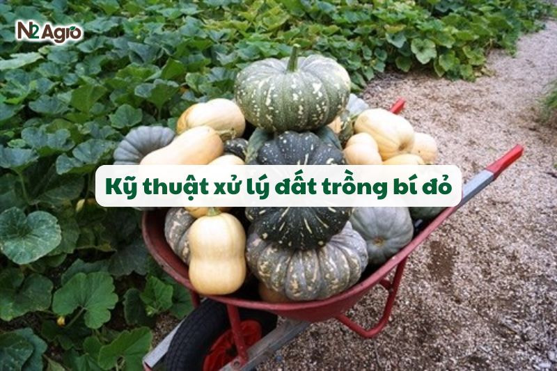 ky thuat xu ly dat trong bi do