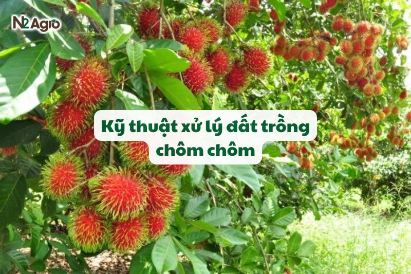 ky thuat xu ly dat trong chom chom n2 agro 1 (1)