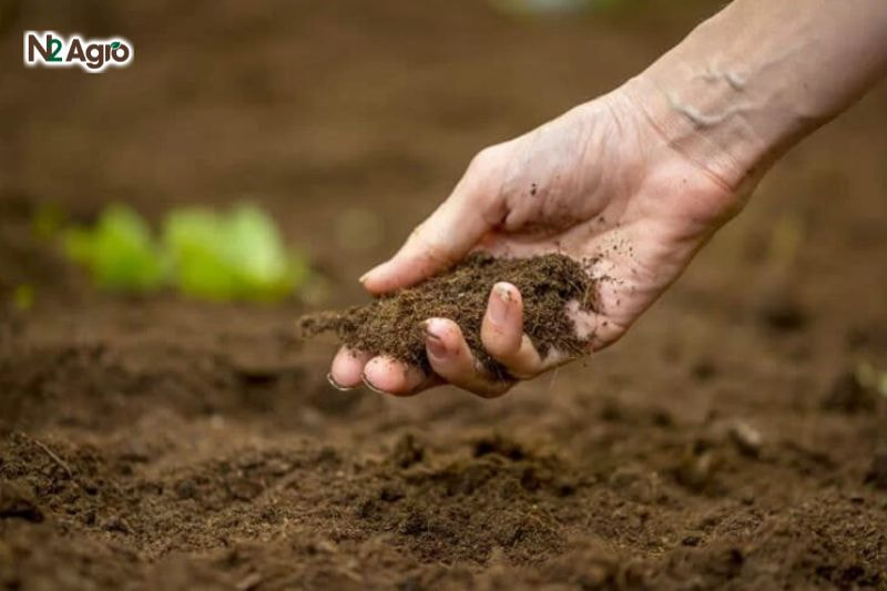 Kỹ thuật xử lý đất trồng chôm chôm: Hướng dẫn chi tiết cho bà con nông dân Đất phù sa ven sông, đất thịt nhẹ, đất đỏ bazan, đất cát pha, giàu mùn hữu cơ