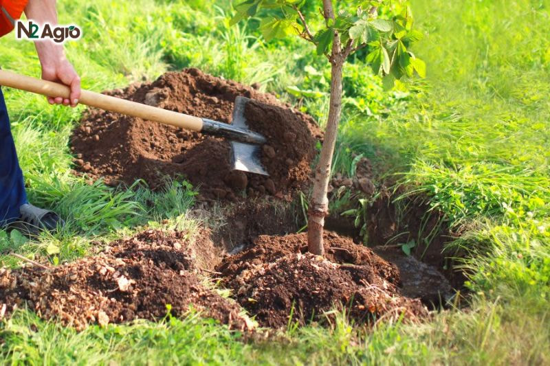 Kỹ thuật xử lý đất trồng chôm chôm: Hướng dẫn chi tiết cho bà con nông dân Chuẩn bị hố trồng, bón lót cho cây chôm chôm