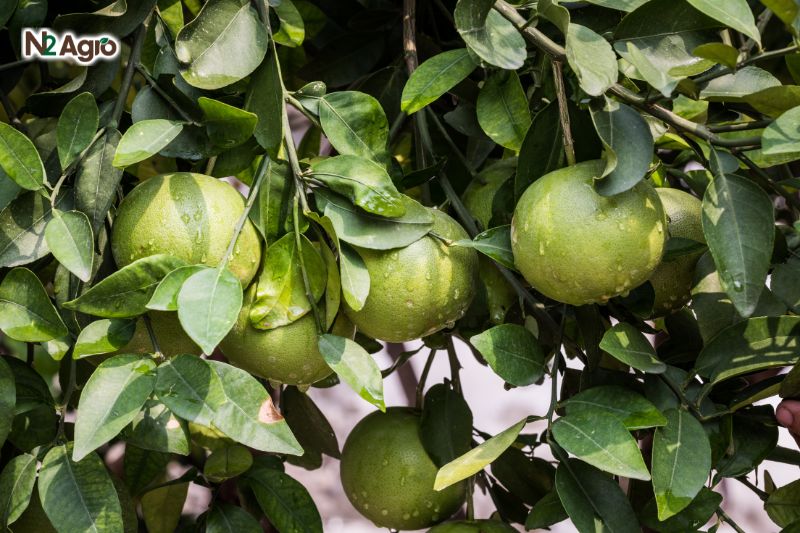 Nhện đỏ hại bưởi nhen do hai buoi