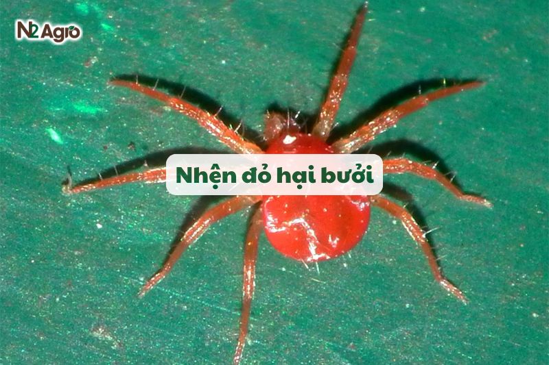 nhen do hai buoi