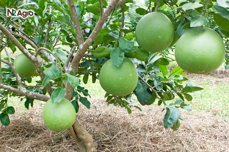 Nhện đỏ hại bưởi nhen do hai buoi