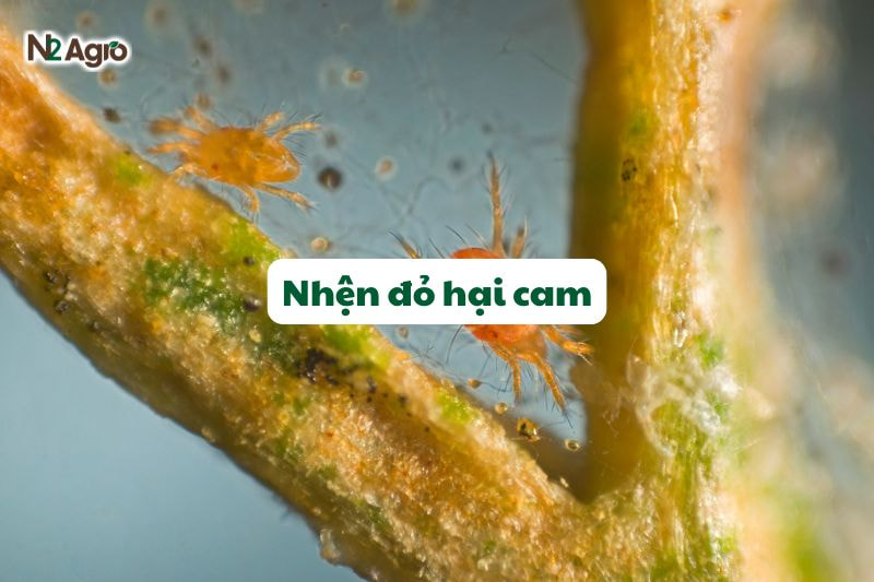 nhen do hai cam