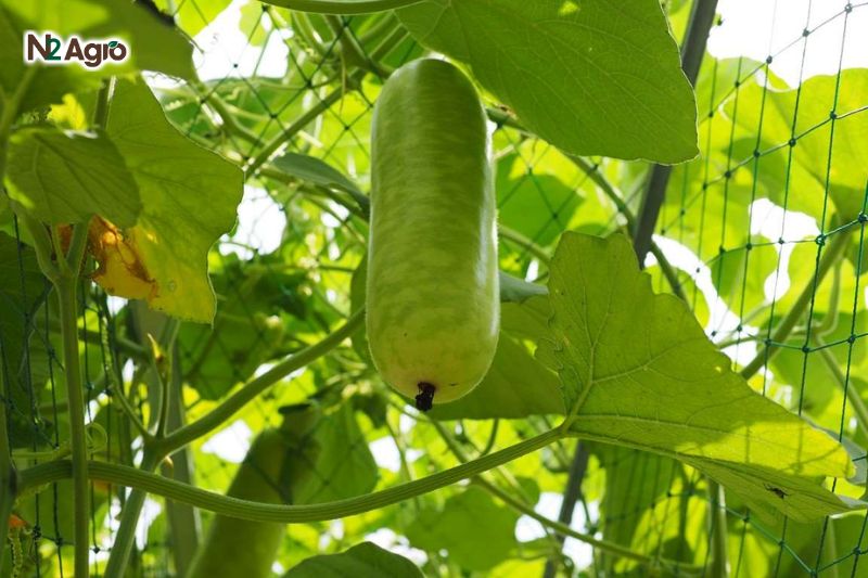 nut than chay nhua bi dao