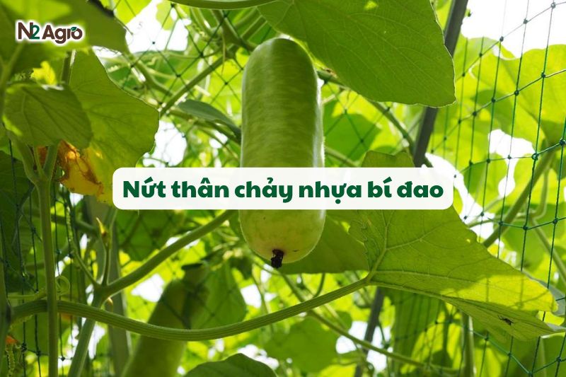 nut than chay nhua bi dao