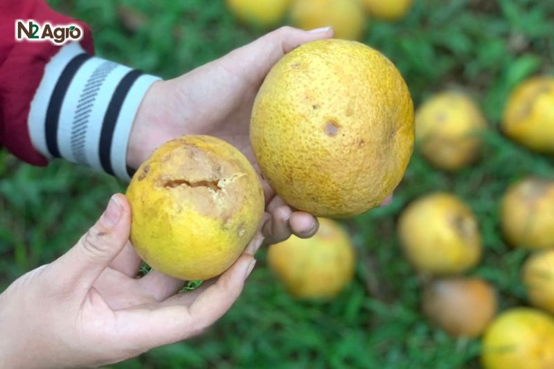 Phòng trừ bọ xít hại cam: Biện pháp hiệu quả cho vụ mùa Quả cam bị bọ xít tấn công có vỏ sần sùi, xấu xí, làm giảm giá trị thương mại