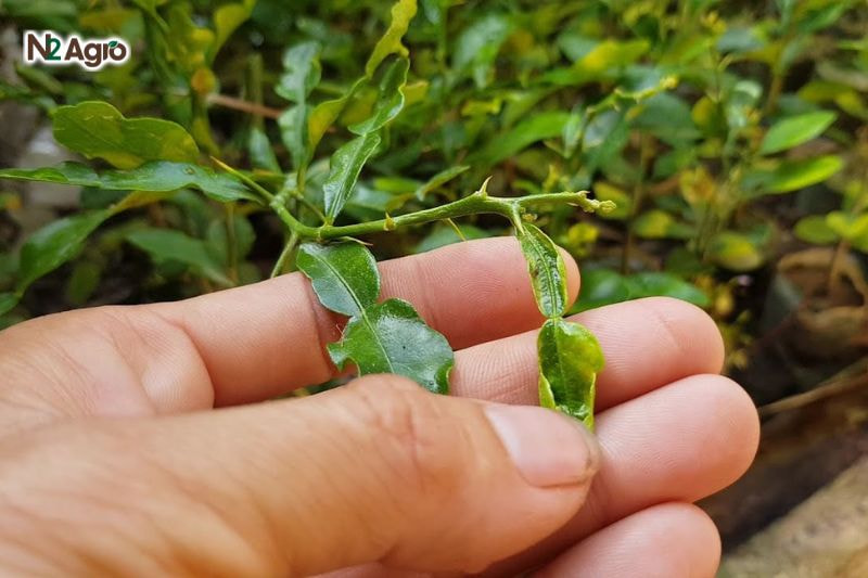 Phòng trừ nhện trắng hại cam: Biện pháp hiệu quả cho vụ mùa Nhện trắng tấn công lá non, làm mép lá cong xuống, méo mó