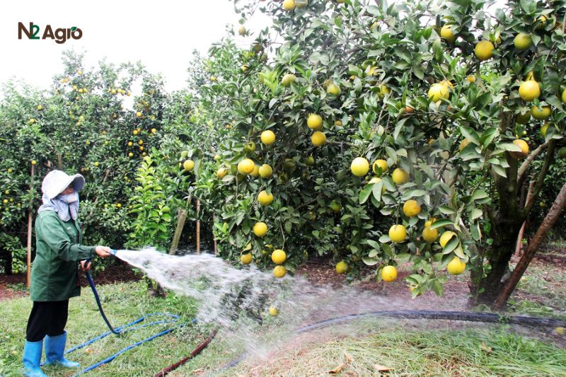 Phòng trừ nhện trắng hại cam: Biện pháp hiệu quả cho vụ mùa Tưới phun nước đều đặn, giữ độ ẩm 70-80% để cây phát triển khỏe mạnh