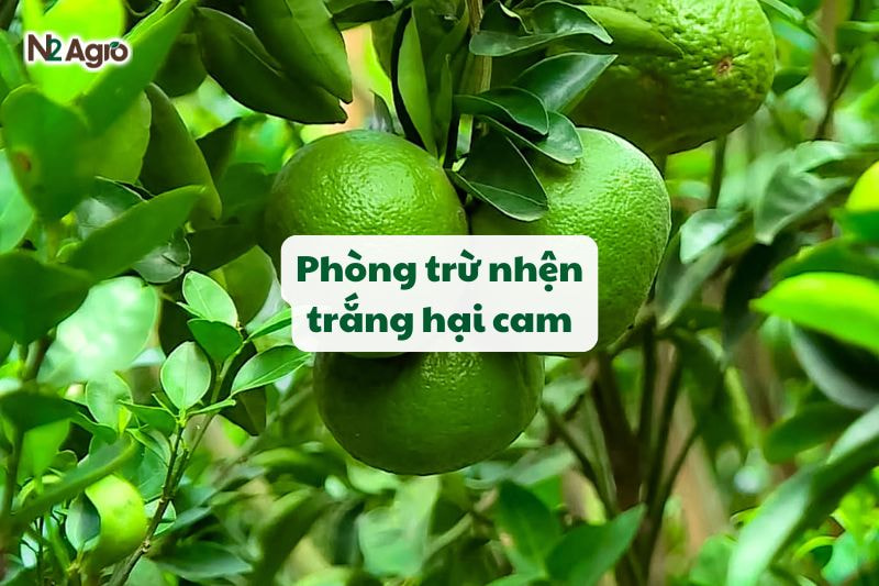 phong tru nhen trang hai cam