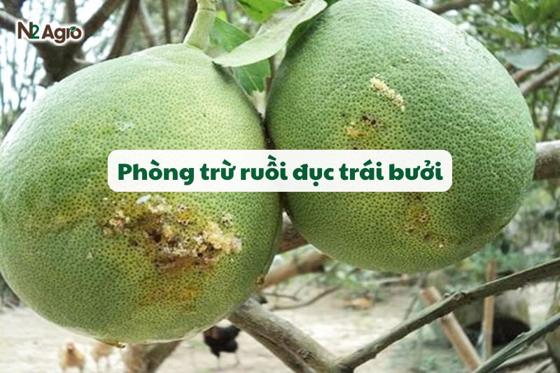 phong tru ruoi duc trai buoi