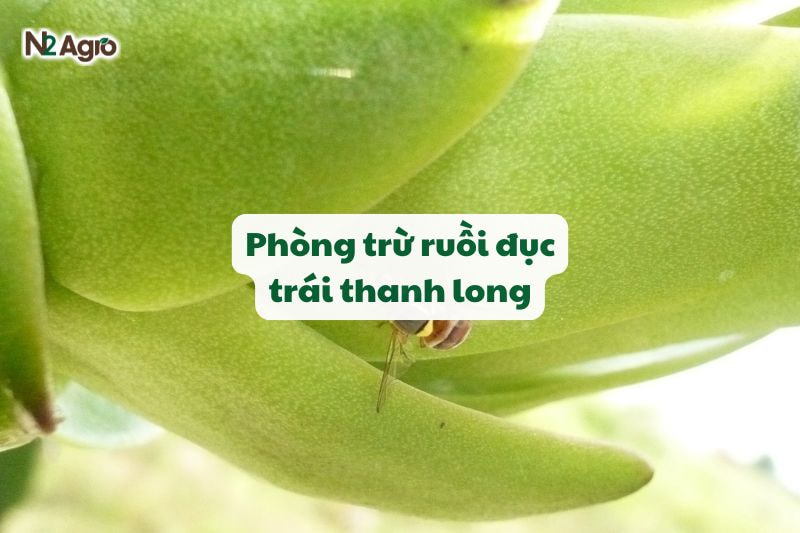 phong tru ruoi duc trai thanh long