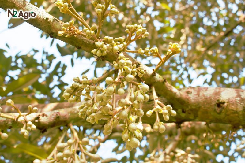 Phun tạo mầm sầu riêng để xử lý ra hoa: Hướng dẫn chi tiết Phun tạo mầm sầu riêng để xử lý ra hoa