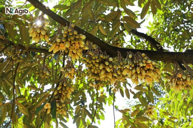 Phun tạo mầm sầu riêng để xử lý ra hoa: Hướng dẫn chi tiết Phun tạo mầm sầu riêng để xử lý ra hoa