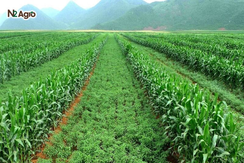 Phòng trừ rầy mềm hại khoai lang: Biện pháp hiệu quả cho vụ mùa Luân canh với lúa, đậu hoặc ngô để phá vỡ chu kỳ sinh sản của rầy