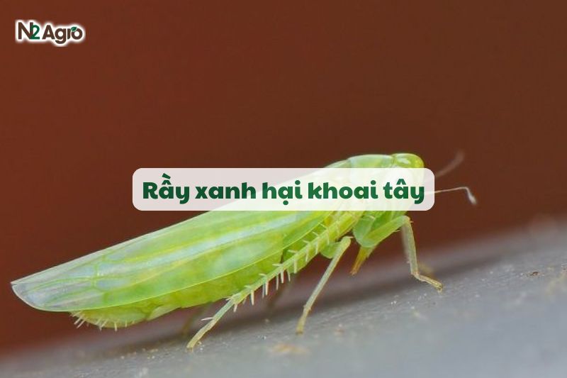 ray xanh hai khoai tay