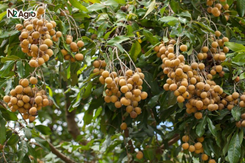 Rệp sáp hại nhãn: Giải pháp phòng trừ hiệu quả Rệp sáp hại nhãn