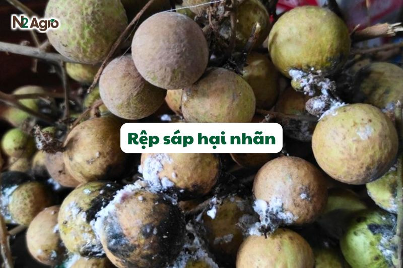 Rệp sáp hại nhãn