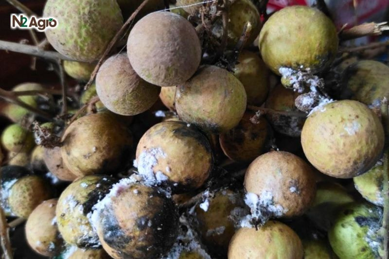 Rệp sáp hại nhãn: Giải pháp phòng trừ hiệu quả Rệp sáp hại nhãn