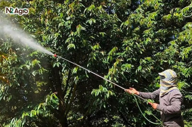 Rụng lá cây sầu riêng: Nguyên nhân và biện pháp khắc phục Rụng lá cây sầu riêng
