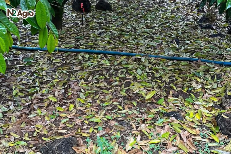 Rụng lá cây sầu riêng: Nguyên nhân và biện pháp khắc phục Rụng lá cây sầu riêng