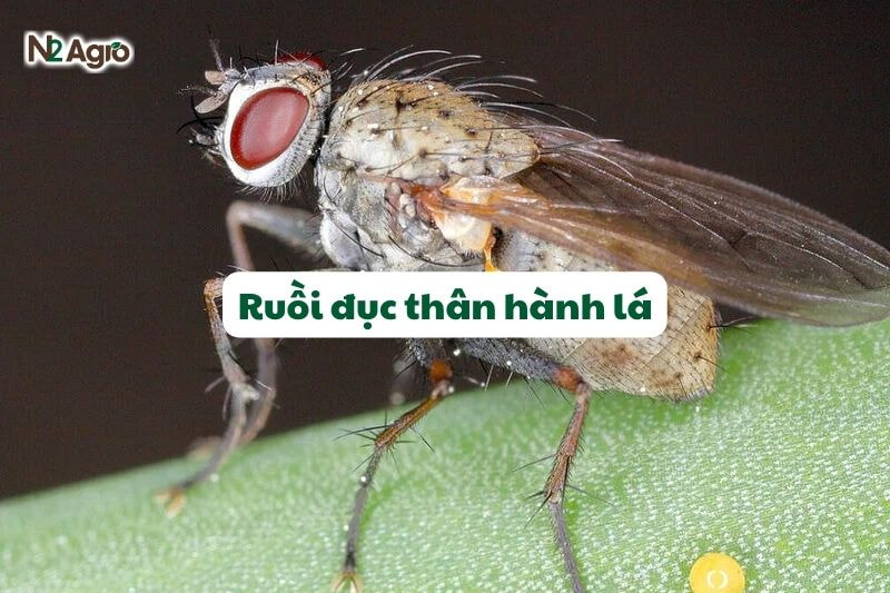 Ruồi đục thân hành lá