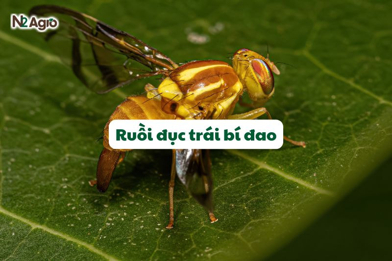 ruoi duc trai bi dao