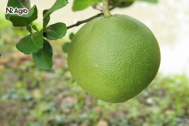 Ruồi đục trái bưởi ruoi duc trai buoi