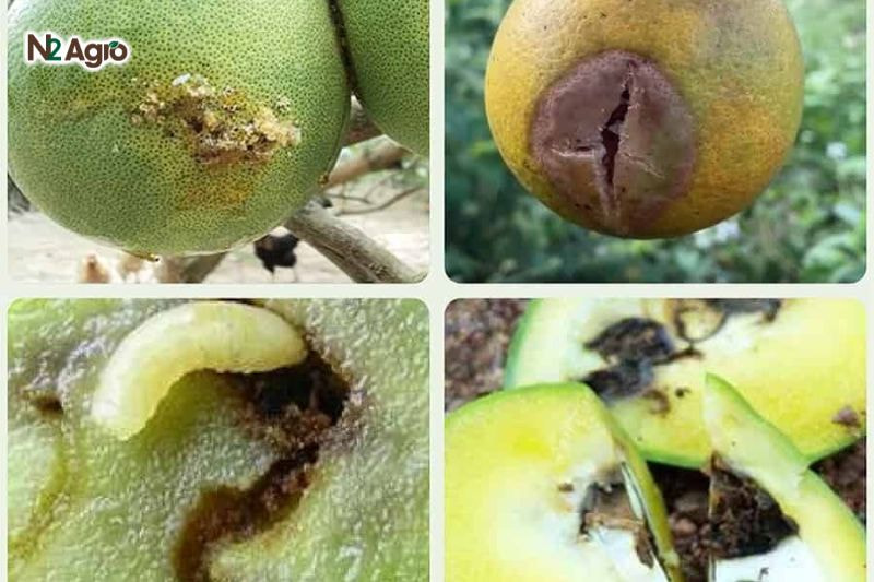 Phòng trừ ruồi đục trái bưởi: Biện pháp hiệu quả cho vụ mùa Ruồi chích vào vỏ quả bưởi để đẻ trứng, tạo các vết thâm nâu trên bề mặt, lớn dần theo sự phát triển của dòi.
