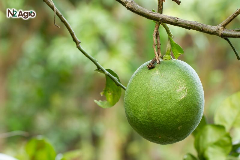 Ruồi đục trái bưởi ruoi duc trai buoi