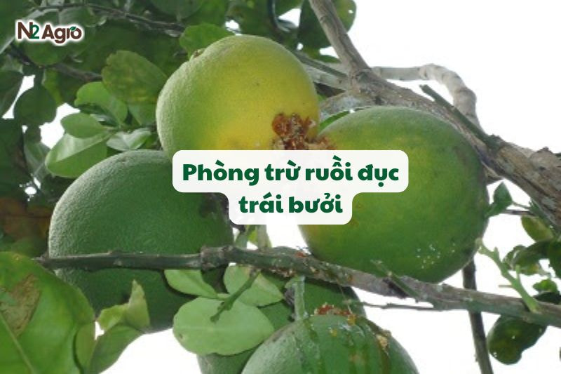 ruoi duc trai buoi