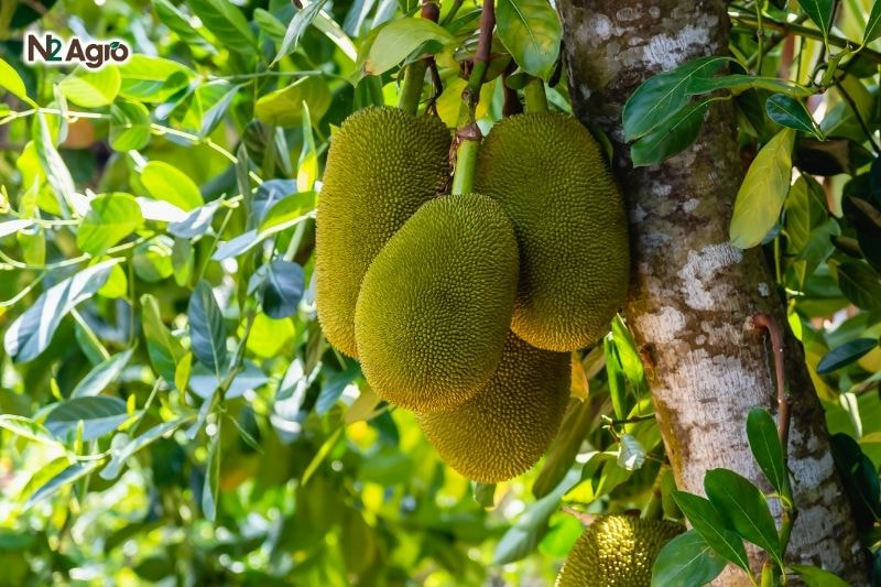 Ruồi đục trái hại mít