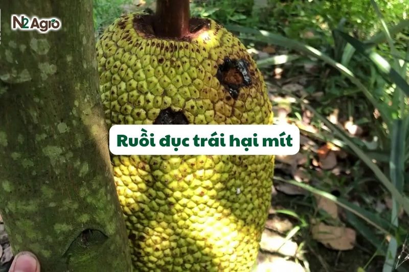 Ruồi đục trái hại mít