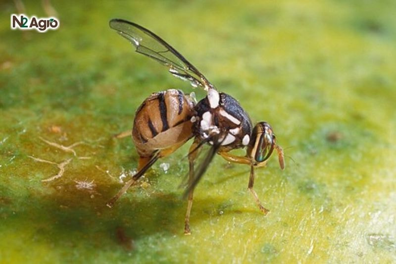 Ruồi đục trái hại mít
