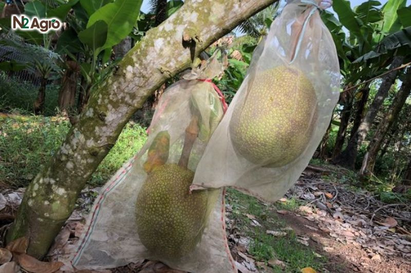 Phòng trừ sâu đục trái hại mít: Biện pháp hiệu quả cho vụ mùa Sử dụng túi vải hoặc túi lưới Hoa Mai (15x35 cm hoặc 15x50 cm) để bao trái non sau 2-3 tuần đậu trái