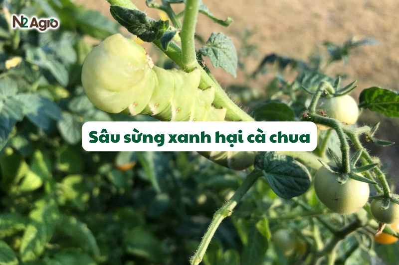 sau sung xanh hai ca chua