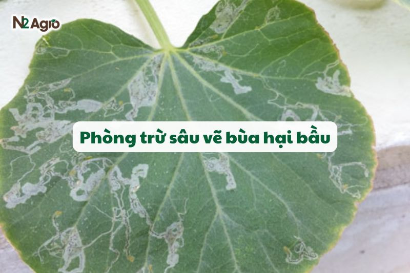 sau ve bua hai bau