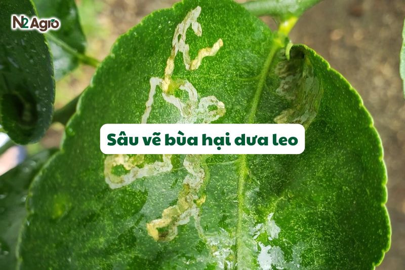Sâu vẽ bùa hại dưa leo