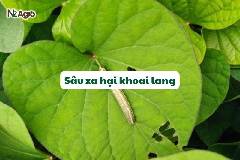 sau xa hai khoai lang
