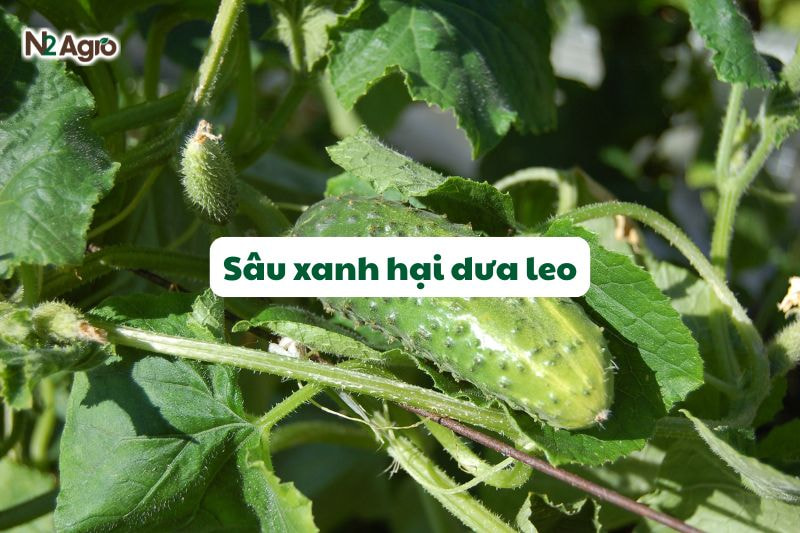 sau xanh hai dua leo