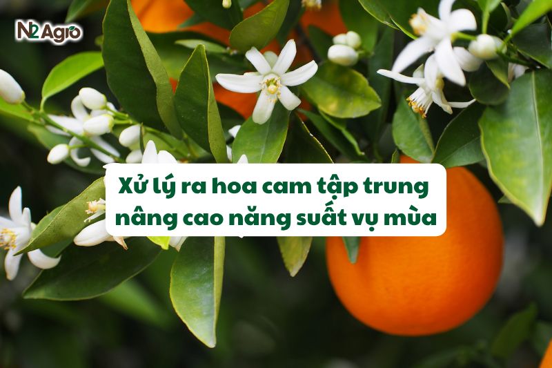 xu ly ra hoa cam tap trung