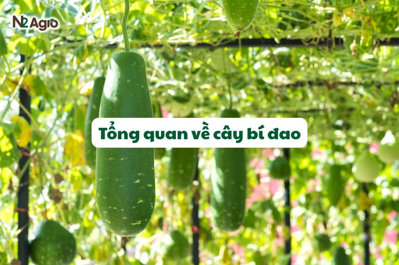 tong quan ve cay bi dao